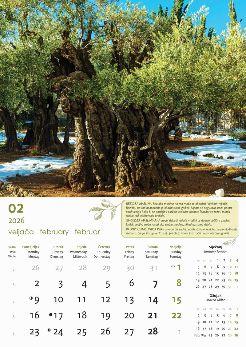 Promotivni zidni kalendar Masline